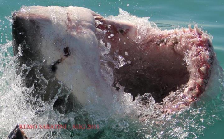 Nell'S B&B Kleinbaai Bagian luar foto