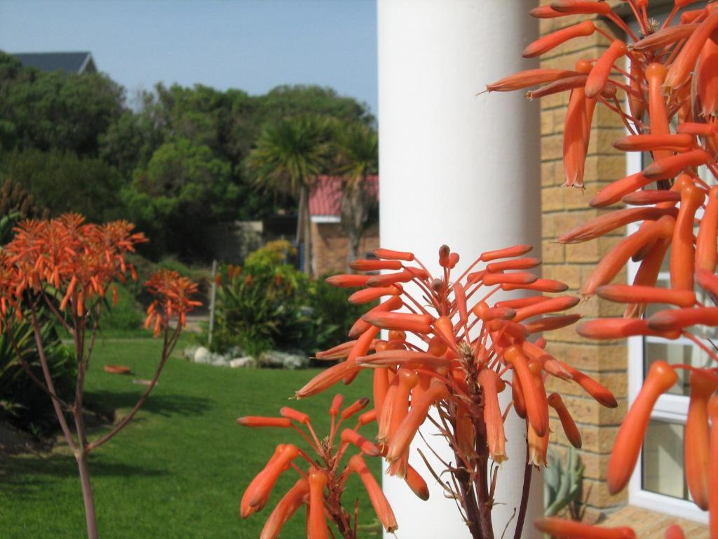 Nell'S B&B Kleinbaai Bagian luar foto